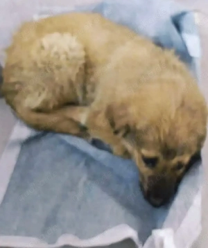 Dandy sucht seine Familie Bild 4