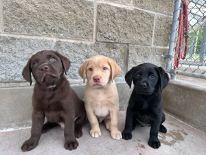 unsere wunderschönen Labradorwelpen