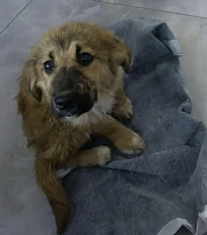 Dandy sucht seine Familie Bild 8