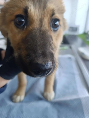 Dandy sucht seine Familie Bild 9