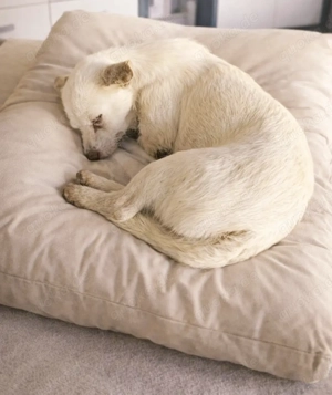 Blanca - hast du ein Körbchen für sie frei? Bild 3