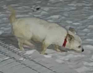 Blanca - hast du ein Körbchen für sie frei? Bild 2