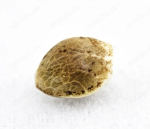 Sammelnsamen Jamaica 