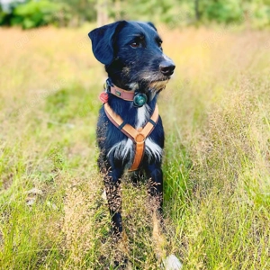 Odin - suchen ruhiges,ländliches Zuhause 