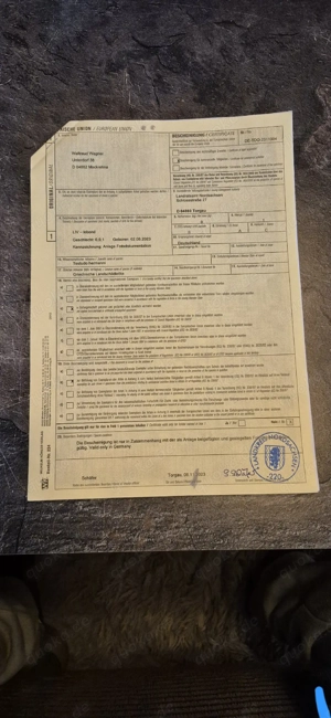 Testudo hermanni Grischiche Landschildkröde