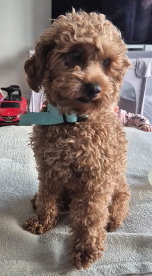 Erfahrener Maltipoo Deckrüde