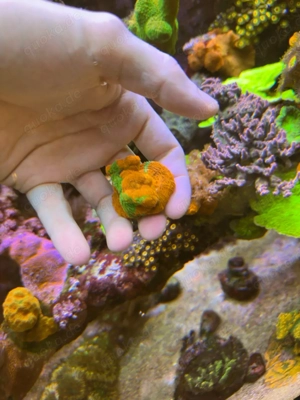 Acanthastrea Bowerbanki bleeding Apple Meerwasser Salzwasser Aquarium Bild 3
