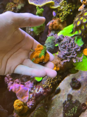 Acanthastrea Bowerbanki bleeding Apple Meerwasser Salzwasser Aquarium Bild 2
