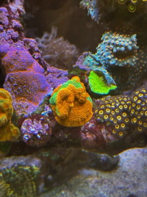 Acanthastrea Bowerbanki bleeding Apple Meerwasser Salzwasser Aquarium