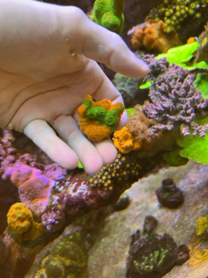 Acanthastrea Bowerbanki bleeding Apple Meerwasser Salzwasser Aquarium Bild 4