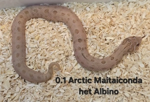 HAMM   Heterodon nasicus   Hakennasennatter  Bild 2