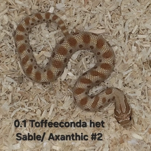 HAMM   Heterodon nasicus   Hakennasennatter  Bild 4