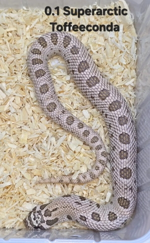 HAMM   Heterodon nasicus   Hakennasennatter  Bild 10