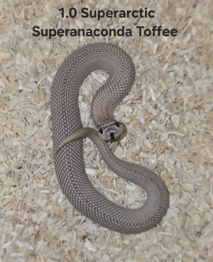 HAMM   Heterodon nasicus   Hakennasennatter  Bild 7