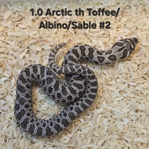 HAMM   Heterodon nasicus   Hakennasennatter 