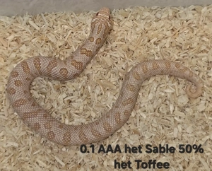 HAMM   Heterodon nasicus   Hakennasennatter  Bild 3