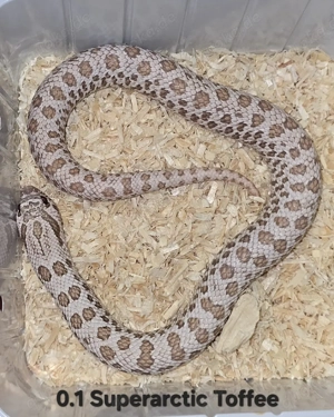 HAMM   Heterodon nasicus   Hakennasennatter  Bild 8