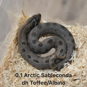 HAMM   Heterodon nasicus   Hakennasennatter  Bild 9