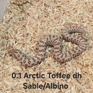 HAMM   Heterodon nasicus   Hakennasennatter  Bild 5