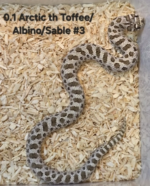 HAMM   Heterodon nasicus   Hakennasennatter  Bild 6