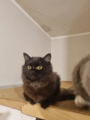 norwegische Waldkatze mix Ragdoll  Bild 4