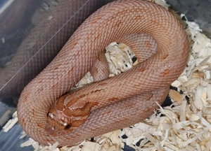 1.1 Mai Tai Conda Heterodon nasicus Hakennasennatter 