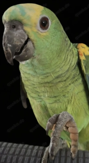 Blaustirnamazone Hahn