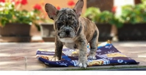 Zuckersüße sportliche Französische Bulldoggen Welpen Merle
