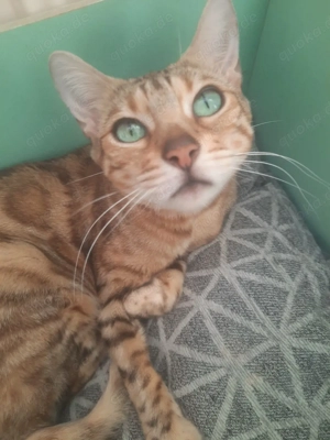 Bengal Katze