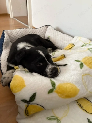 Mischling zu verkaufen