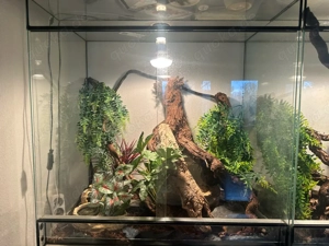 Terrarium inkl. Kornnatter abzugeben 