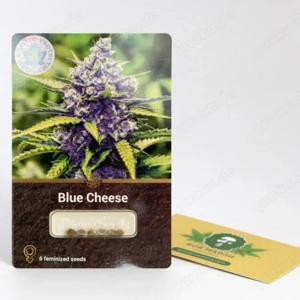 Sammelnsamen Blue Cheese