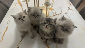 wunderschöner BLH BKH Kitten 