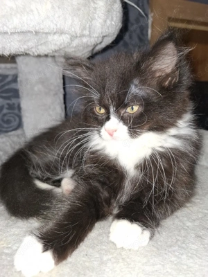 Edelmix Kitten Maine   Coon Britisch Langhaar 
