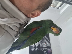 Papagai eclectus Edelpapagei