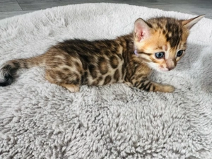 Bengal kitten Reinrassig
