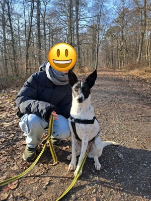    Unkomplizierte Traumhündin sucht ihr Für-immer-Zuhause   