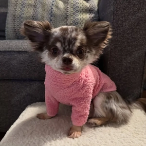 chihuahua 