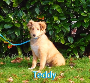 Sheltie Welpen mit Stammbaum suchen ein neues Zuhause 