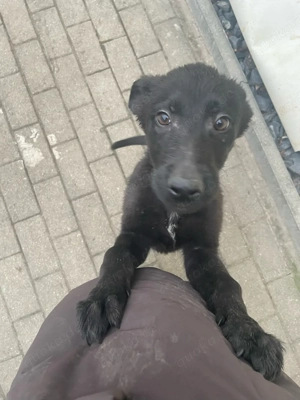 Deutscher Schäferhund Welpe