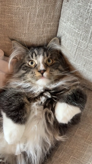 Black Classic Tabby Maine Coon