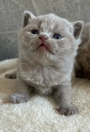 BKH Kitten Lilac Fawn