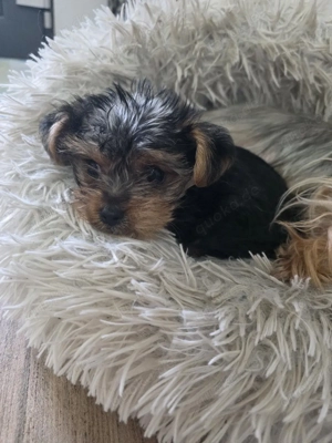 Yorkshire terrier welpen 