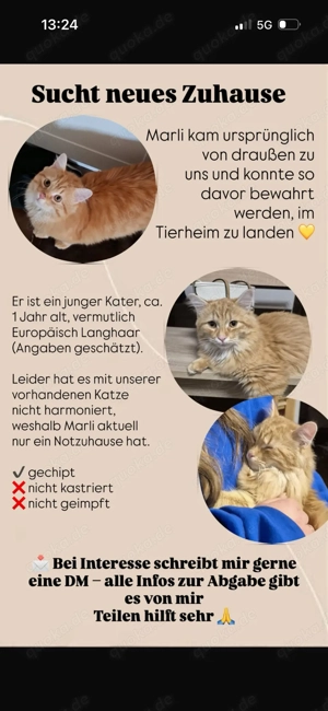 Ich suche ein neues Zuhause 