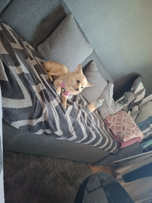 Wir suchen ein Liebesvolles Zuhause für "Bella"