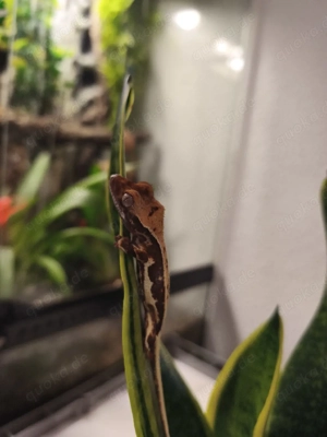 Kronengecko Lilly White 0.0.1