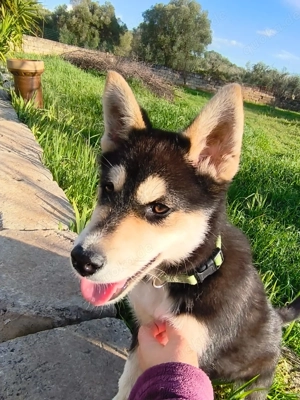 Mischlingswelpe Rocky sucht sein Zuhause