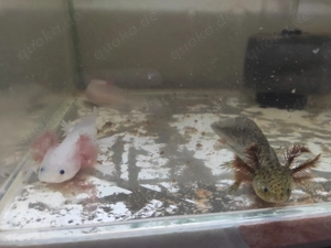 Axolotl Jungtiere,ca 13 cm groß 