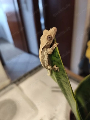 Lilly White Kronengecko 0.0.1