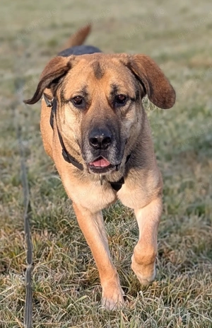 Mischlingsrüde Teodoro sucht Zuhause und ist auf Pflegestelle in Deutschland